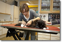 Acupunctuurbehandeling bij een kat